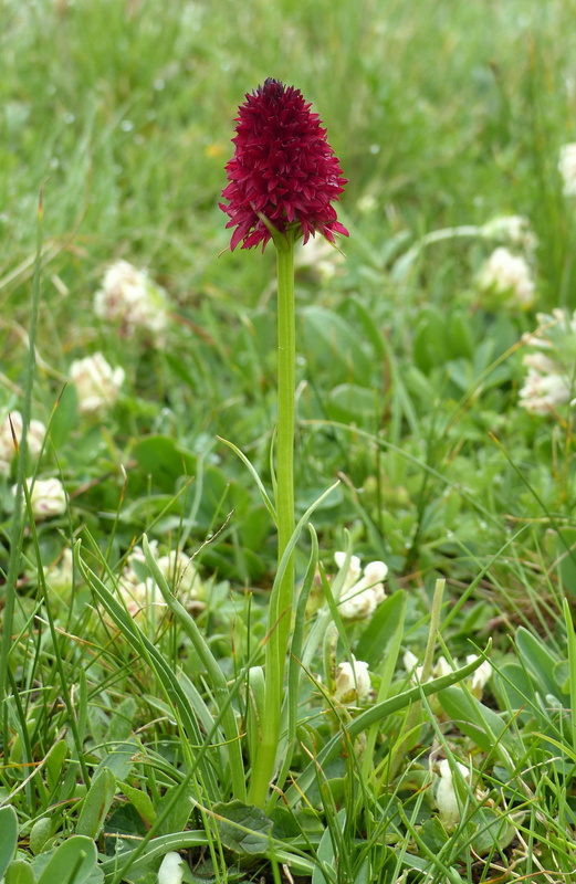 Nigritella cenisia e Nigritella rhellicani  Savoia francese   luglio 2023.